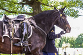 Tradition allows a caparisoned horse to follow the casket of any Army or Marine Corps commissioned officer holding the rank of Colonel or above. Presidents of our nation, as Commander in Chief, are accorded the same honor. Over the years millions have witnessed caissons bearing the flag draped caskets of Franklin D. Roosevelt, Herbert Hoover, Douglas MacArthur, John F. Kennedy, Dwight D. Eisenhower, and Lyndon B. Johnson. In each ceremony the caisson was followed by the caparisoned horse.