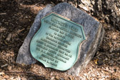 MOTHER'S TREE - A White Birch – Bertula Laciniate, planted May 8, 1932.