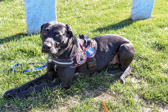 They can get PTSD.  They mourn the loss of their handler and vice versa. <br />Until November 2000, military dogs were euthanize or abandoned after retirement.